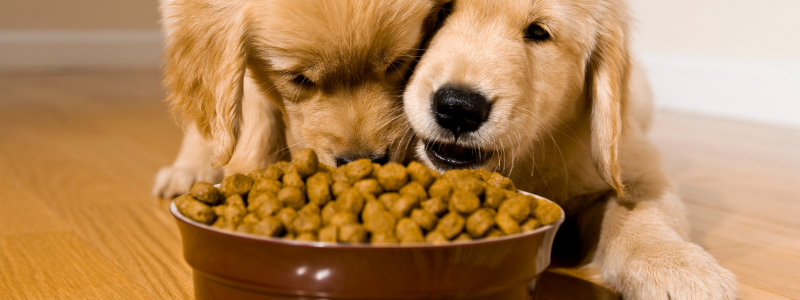 Custom dog bowls