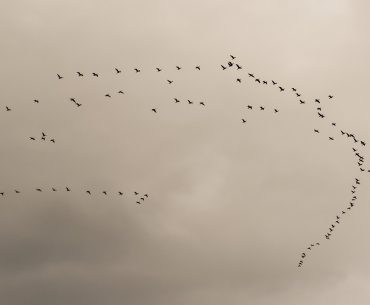 migration